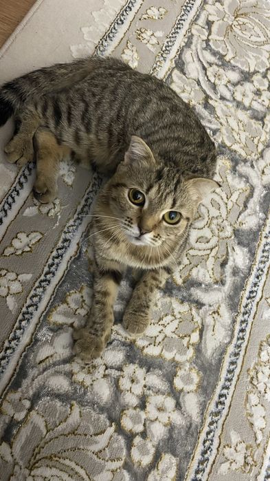 продается породистая кошка.
