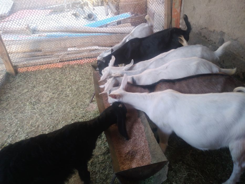 Пародалы лактар сатылады. Багасы 45000.