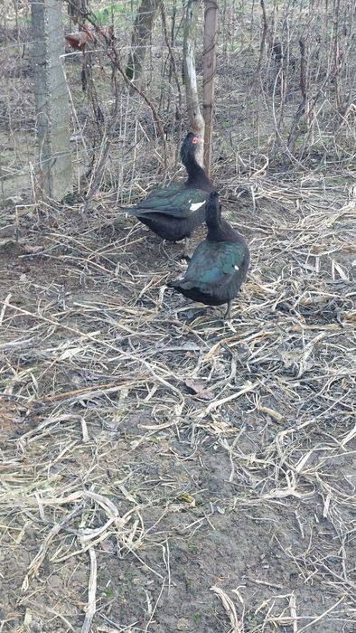 Vand rate mute si ratoi