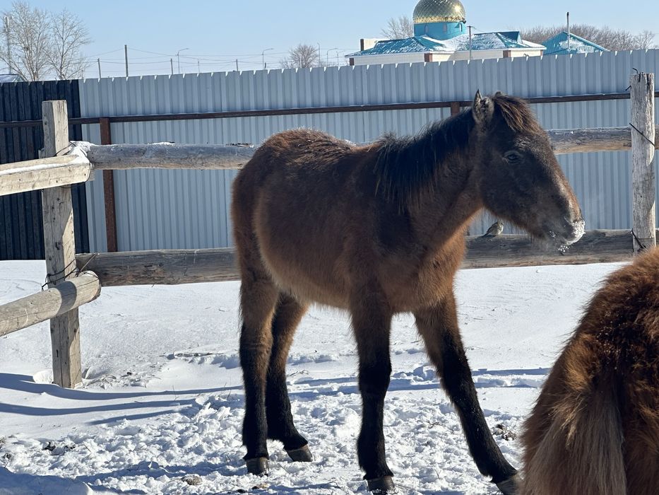 Лошади жеребята