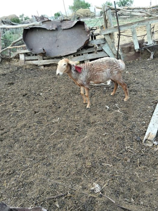 Ұсақ малдар сатылады