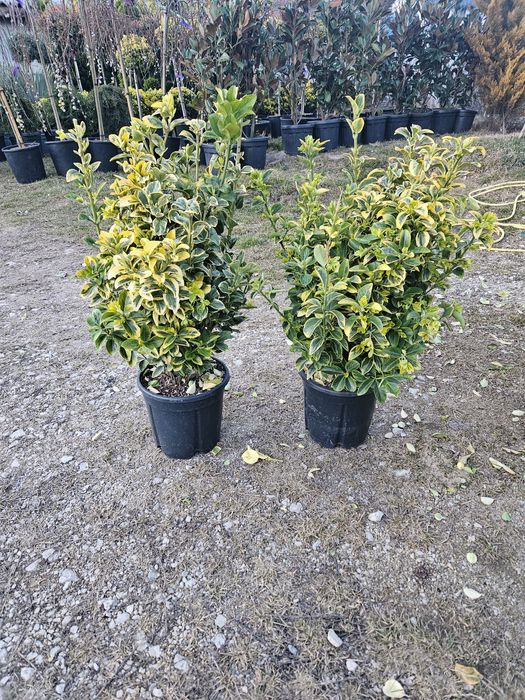 Camelia japonica photinia bonzai leylandi spirale