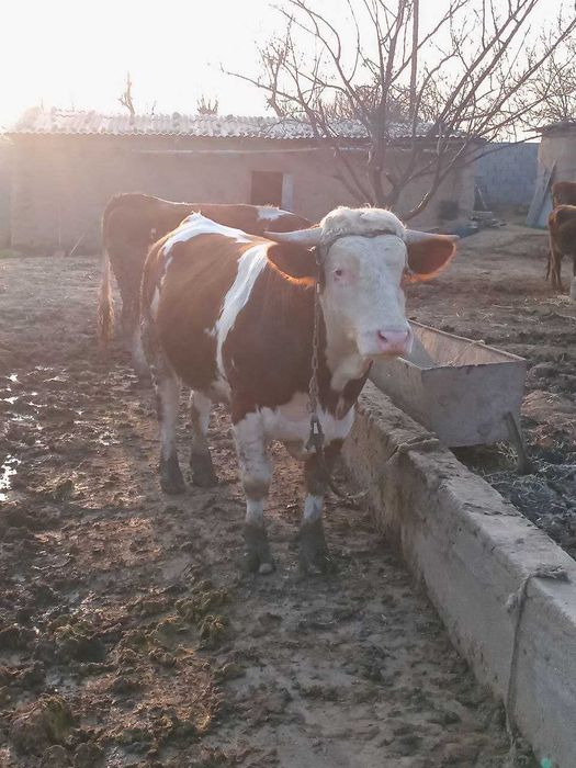 buqa smental sotiladi