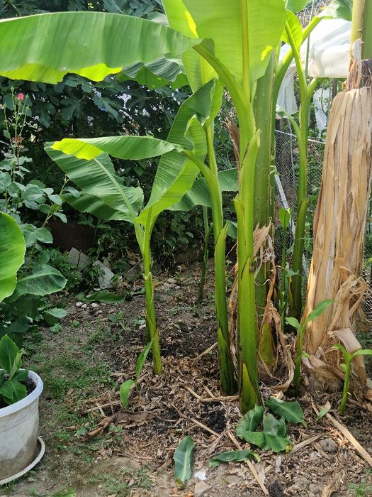 Бананова палма-200см+студоустойчива