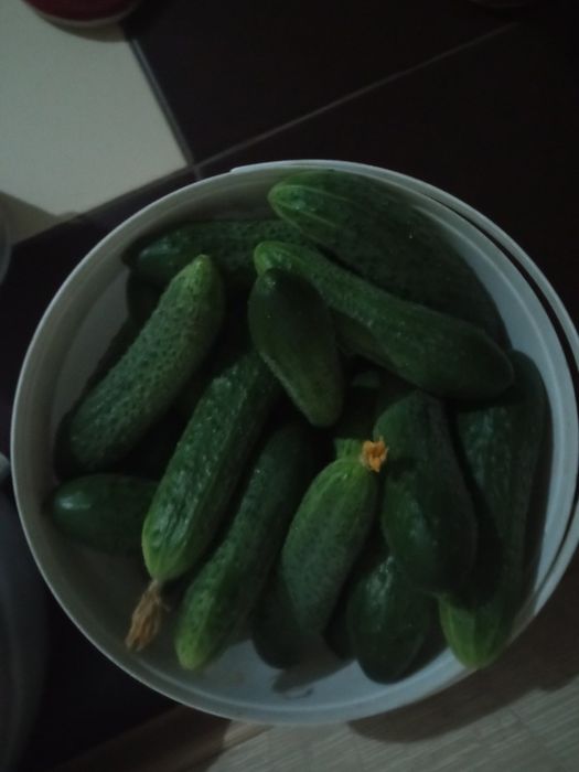 Продам свежие огурчики