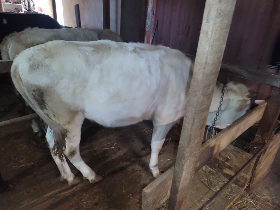 Продам тёлку  на откорме