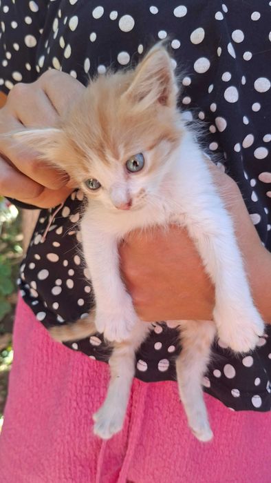 Подаряваме коте