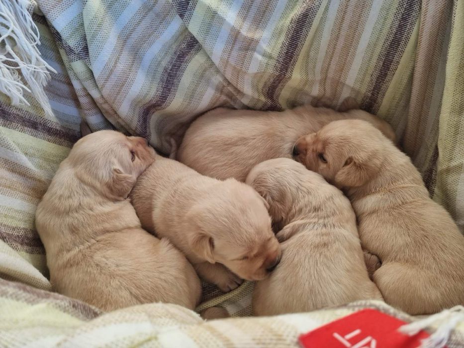 Лабрадор / Лабрадори