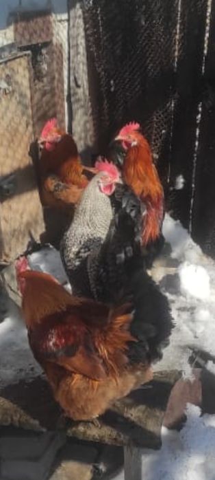Продам петухов ,