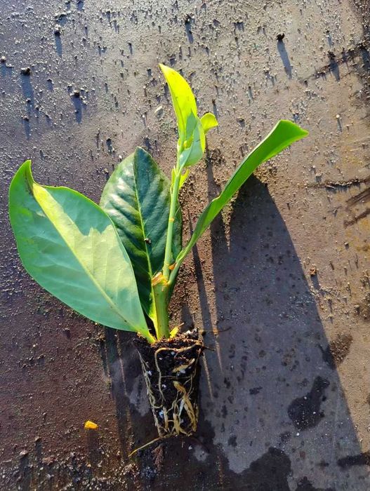 Laur englezesc Prunus Laurocerasus  Novita, Caucasica  10-25cm