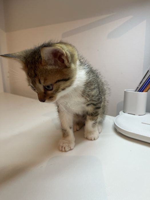 Отдам котенок есть девочки и мальчики 2 месяца
