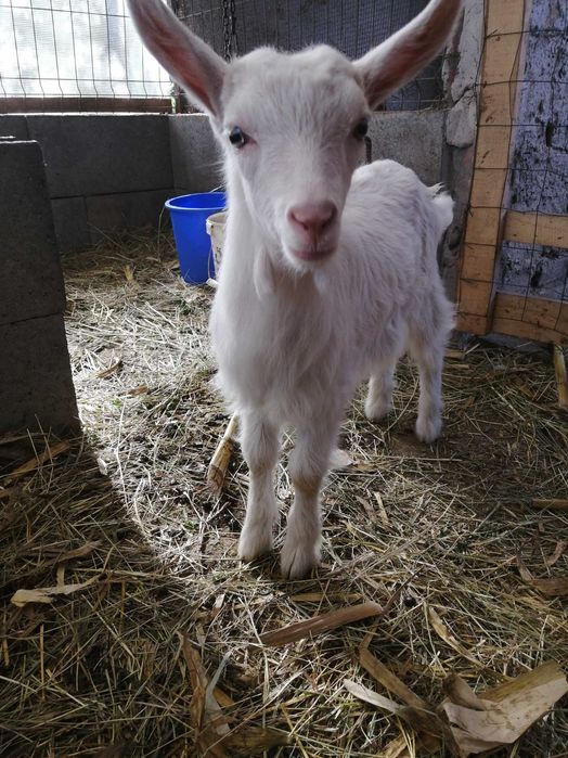 Iezi de vănzare la Diosig