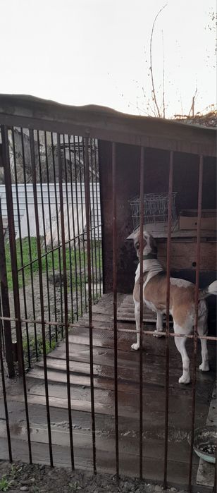 Вольер новый, большой