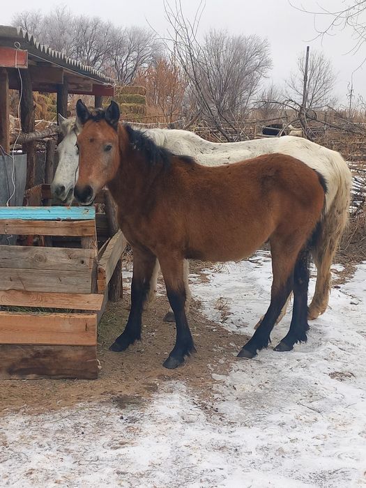 Жабагы    сатамын