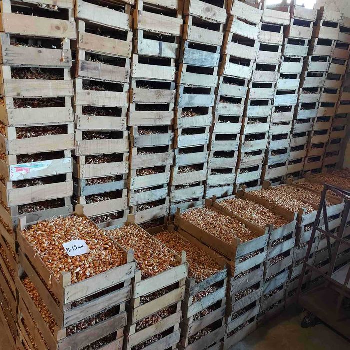 Арпаджик и Балучка