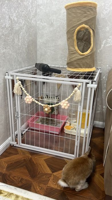 Декоративный кролик