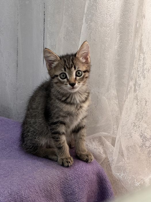 Отдам котика в  добрые  руки!