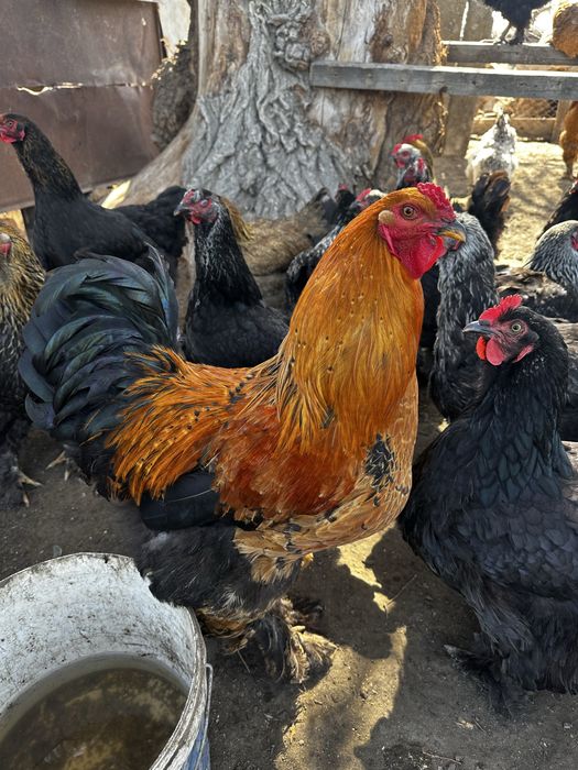 Инкубационные яйца Брама