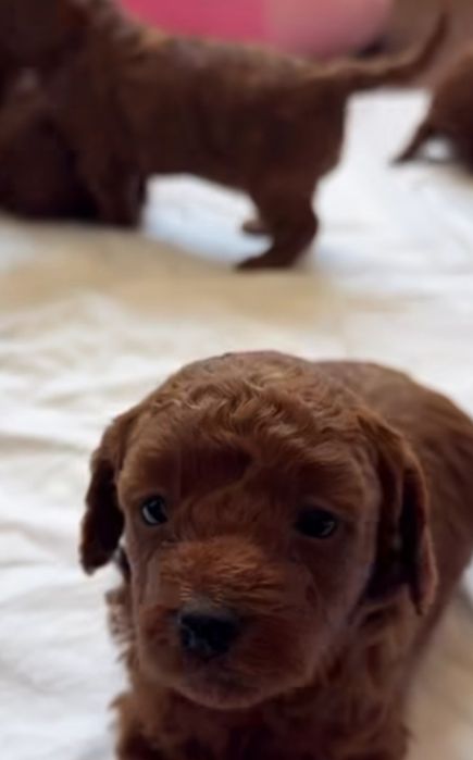 Щеночки Китай ред браун