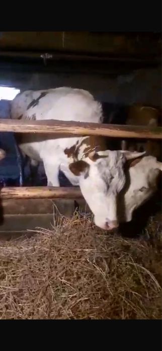 vand juninca ……………….