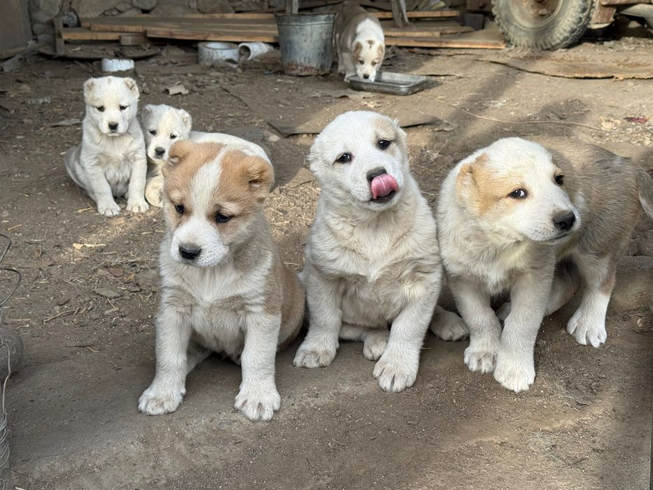Алабай (Средно Азиатска овчарка)