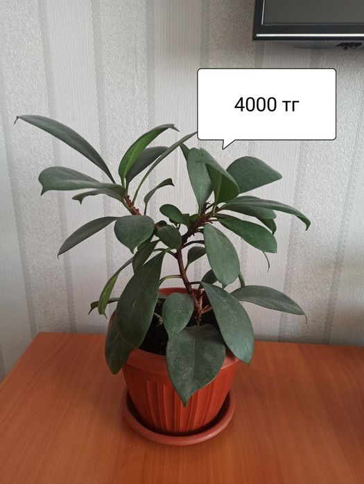 Продам комнатные цветы , цены на фото