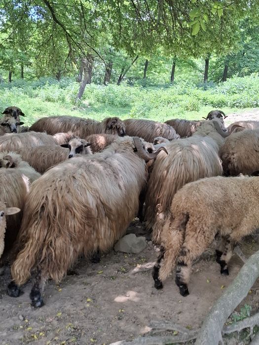 Vând oi mai multe detalii la telefon