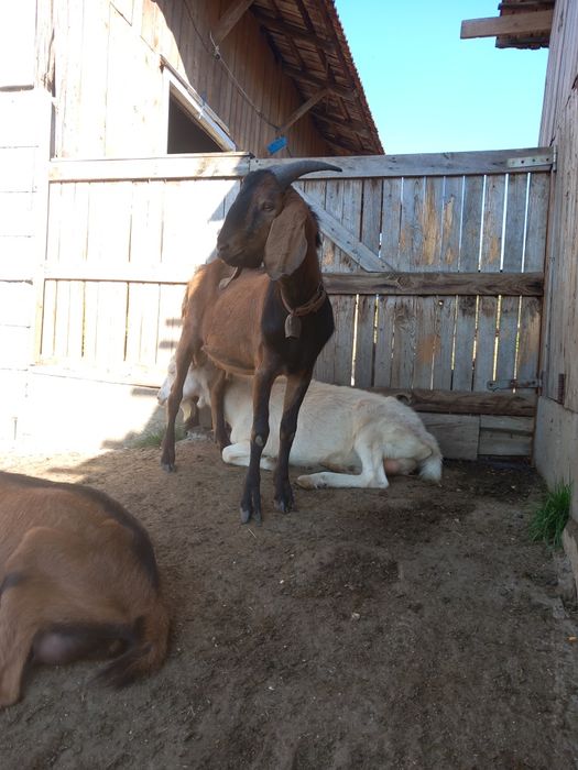 Ieduta nubiana 4luni