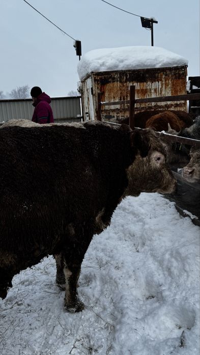 Сатылымда тұқымдыққа : Екі бұқа Аулекөл 2 , жасар Ақ бас 3