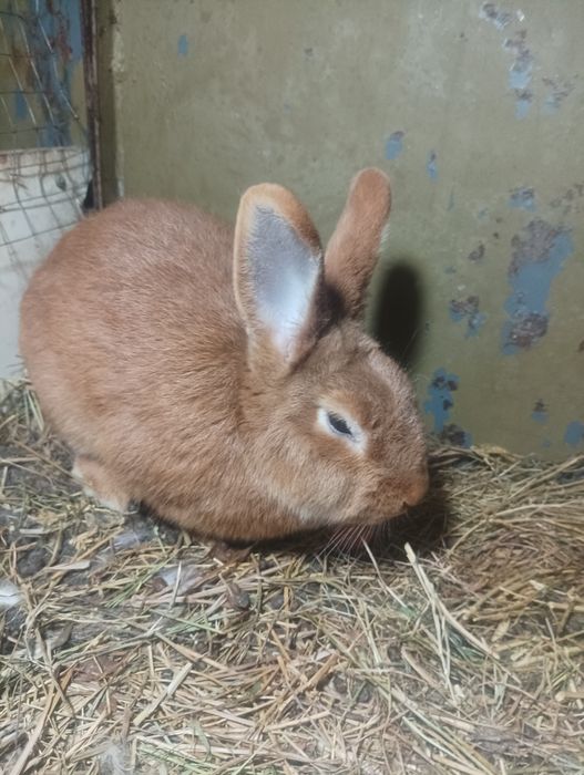 Quyon bor zotlari toza