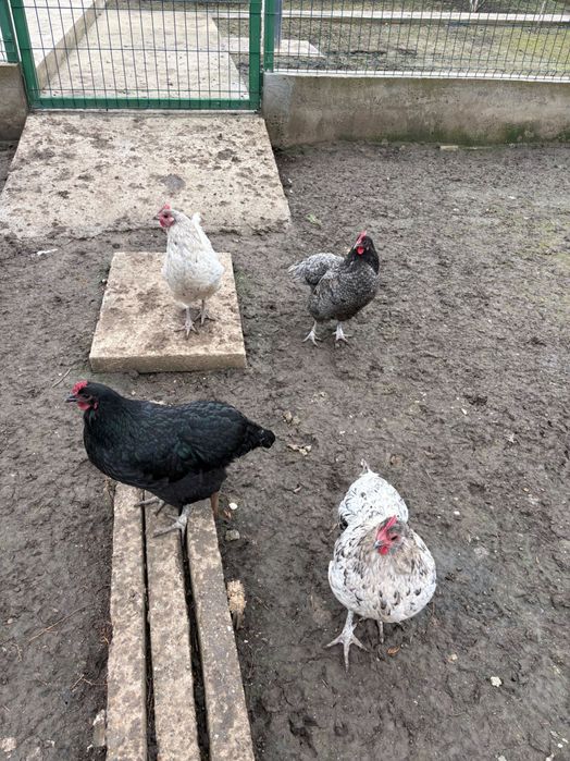 Vând 4 găini de Australorp