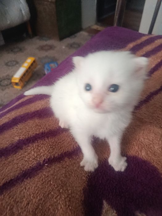Котенок породистый