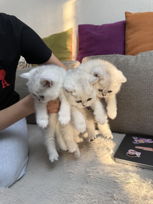 Серебристая шиншилла британец