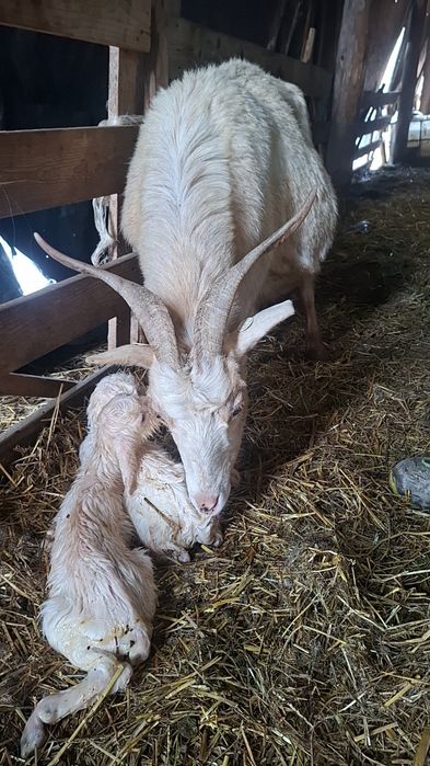 Capră sannen cu iezi (junică)