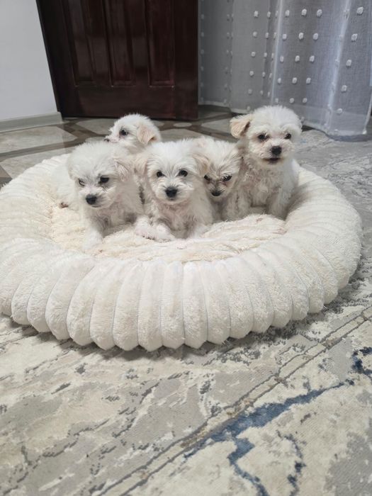 Vând bichon maltez 8 sap