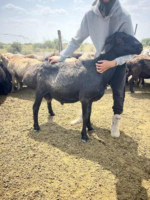 Қисары қошқар ұрықтықа