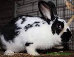 Quyon buxoro sotiladi