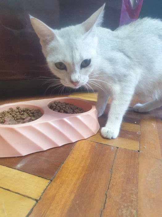 Срочно отдам кошечку