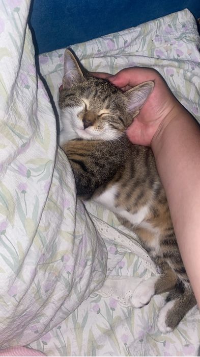 Кошка примерно 2.3 месяц точно не знаю