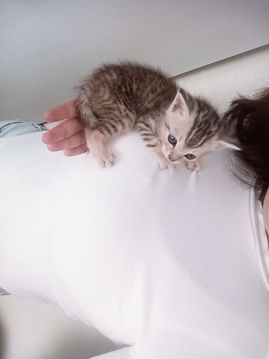 Ищу дом котятам!