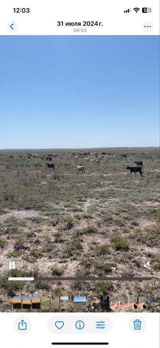 Ешкі сатылады тірідей және сойып та