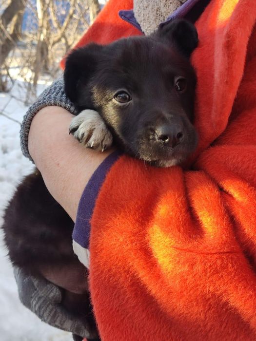 Щенки в добрые руки