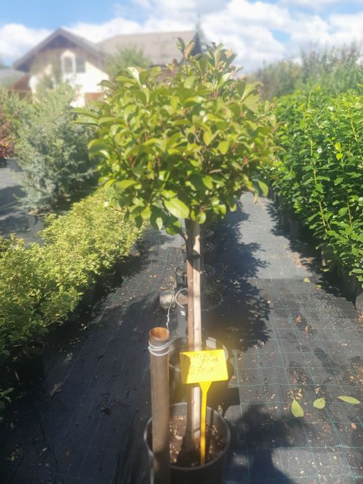 Vând plante ornamentale de diferite specii și livrez