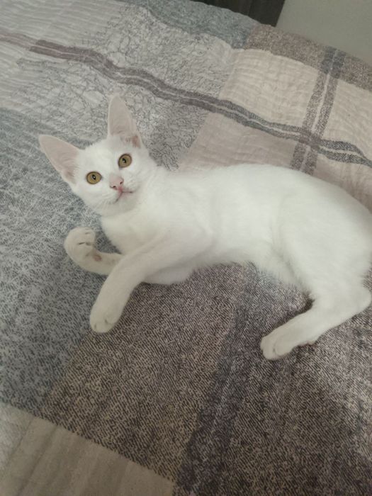 Отдам котёнка, в добрые и надёжные руки