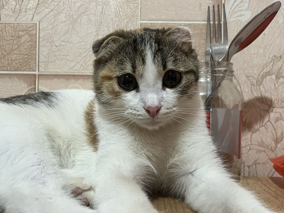 Продается кошка веслоухая