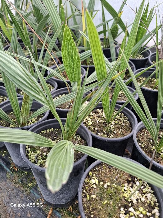 Палми  Канарска Феникс