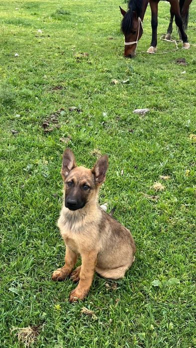 Бельгиски овчарка