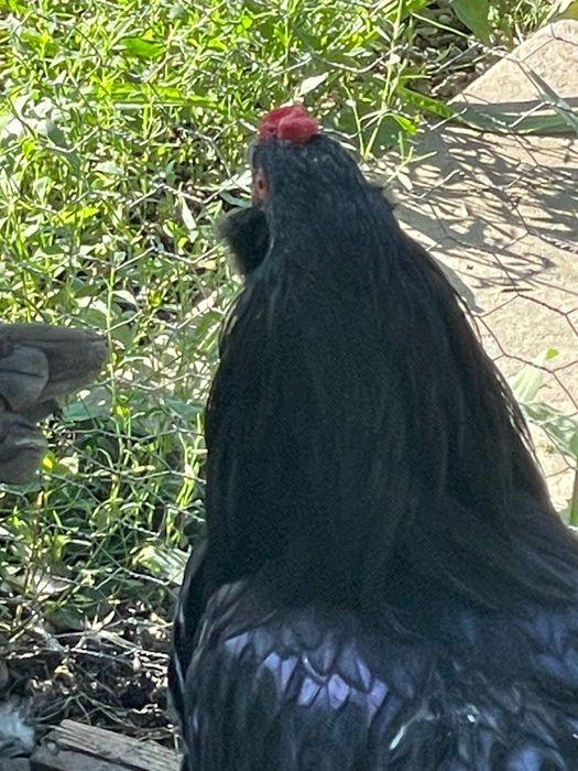 Cocos Araucana negru complet, 10 luni