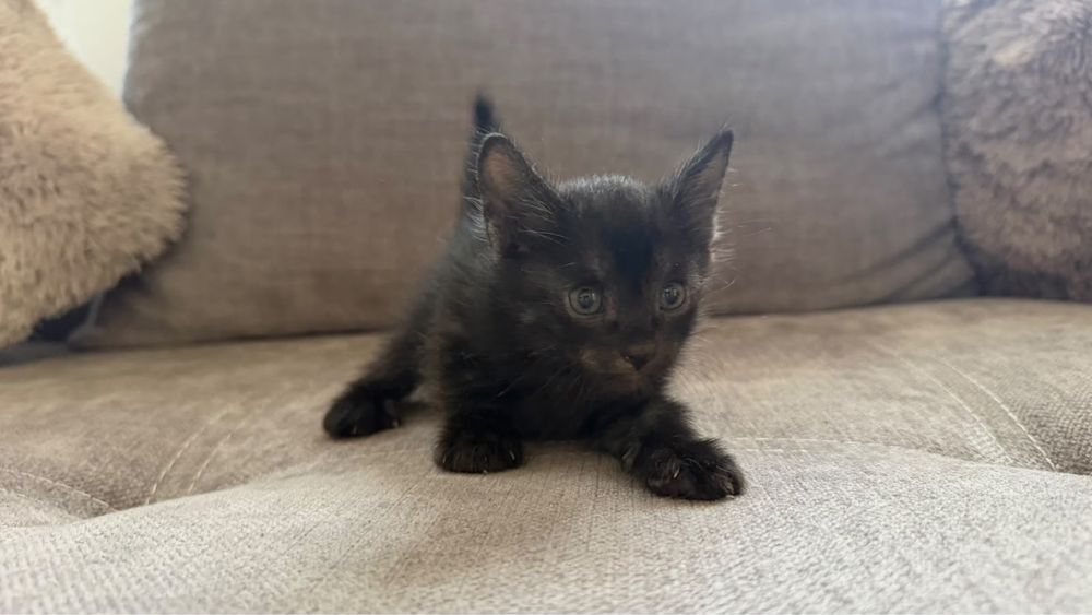 Котята бесплатно отдам