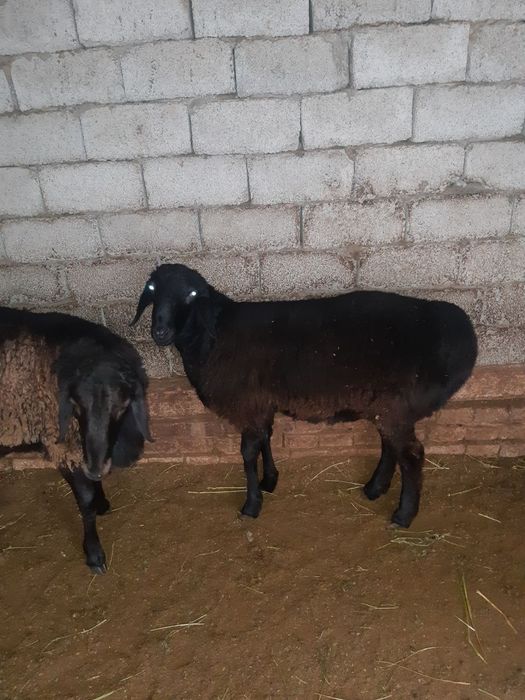 Qochqor uyda boqilgan